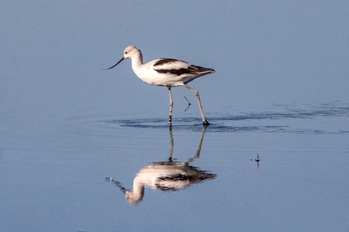 Avocet_v4_BH_9_19_1200mm_76A9336