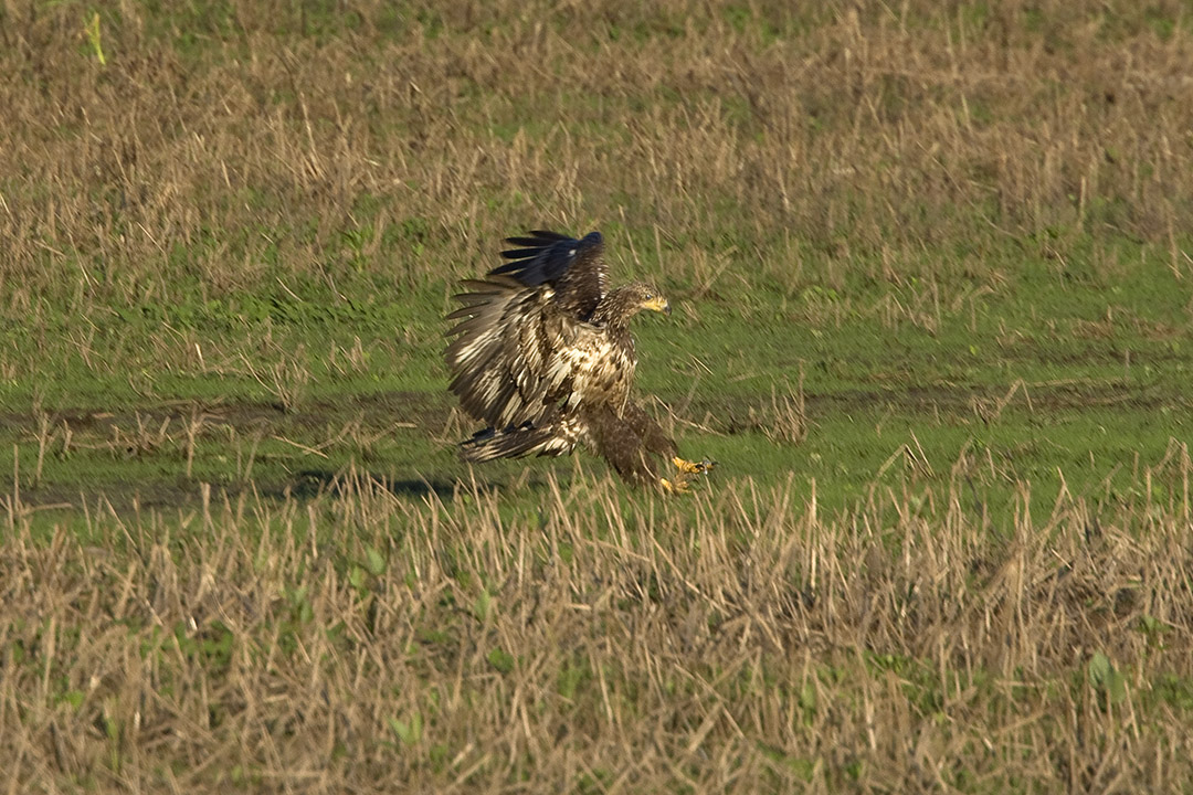 BE_Immat_v2_BWR_MA_1004