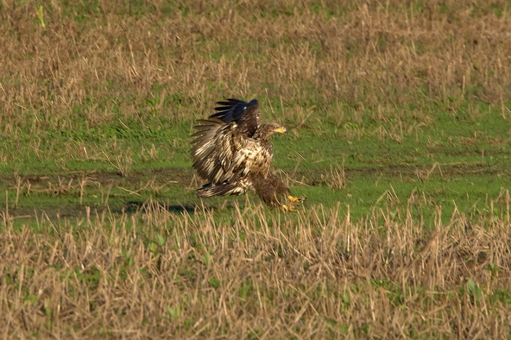 BE_Immat_v2_BWR_MA_1004