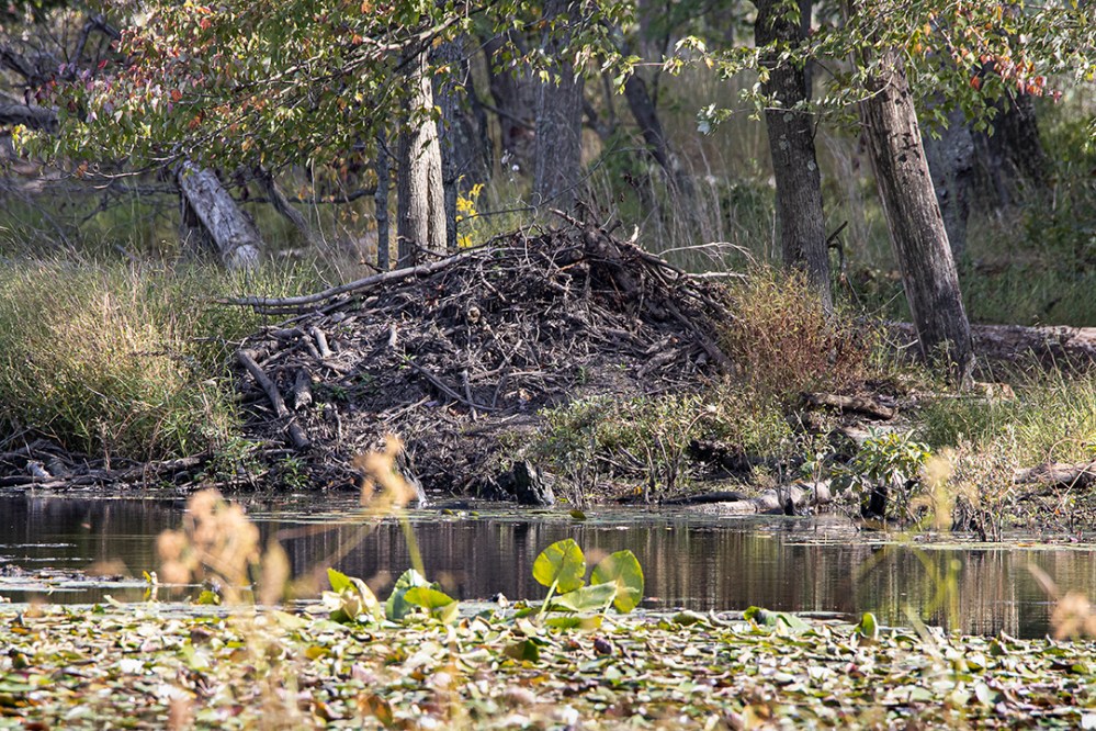 Beavr_Lodge_II_v2_9_19_76A8336