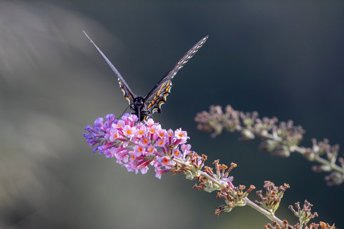 Black_Swallowtail _v3_9 19_DM