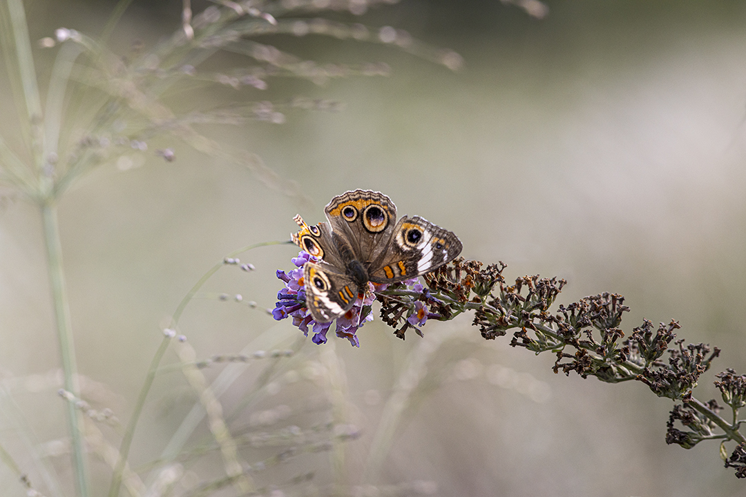Buckeye Butterfly v1_DM 9 19 300mm