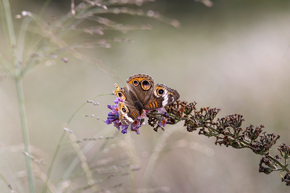 Buckeye Butterfly v1_DM 9 19 300mm