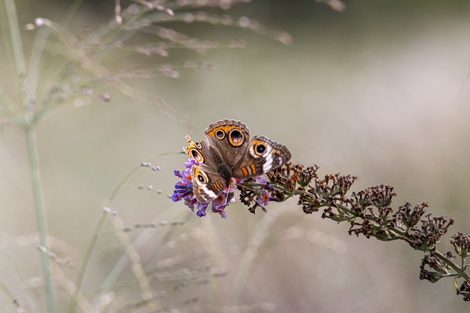 Buckeye Butterfly v1_DM 9 19 300mm