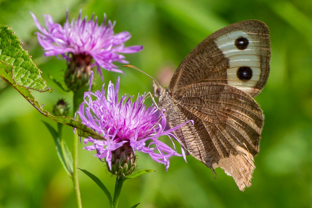 Buckeye Butterfly_v2_PP_43G4620