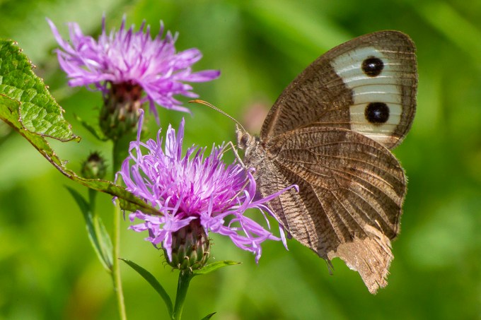 Buckeye Butterfly_v2_PP_43G4620