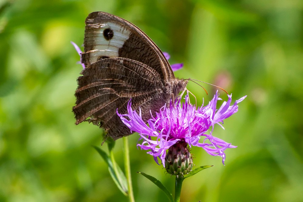 Buckeye_Butterfly v2_43G4564