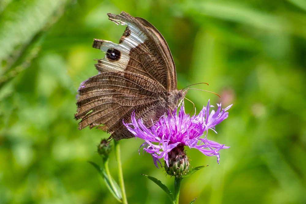 Buckeye_Butterfly_43G4567 v1a