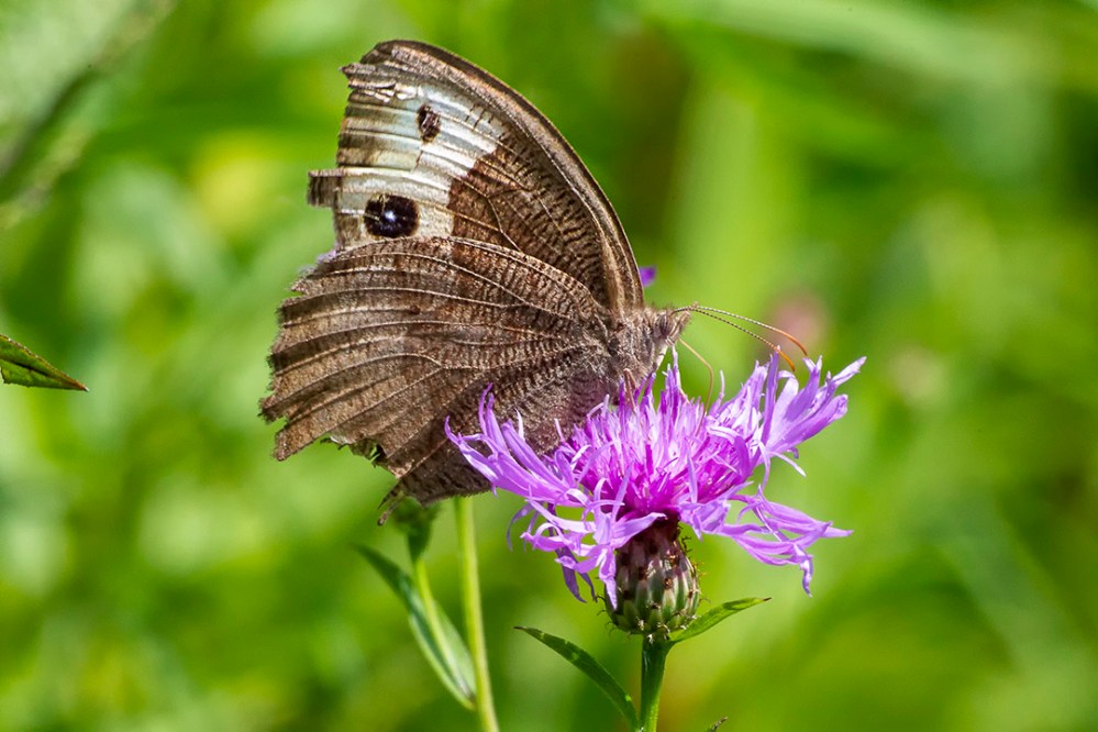 Buckeye_Butterfly_sm_43G4565
