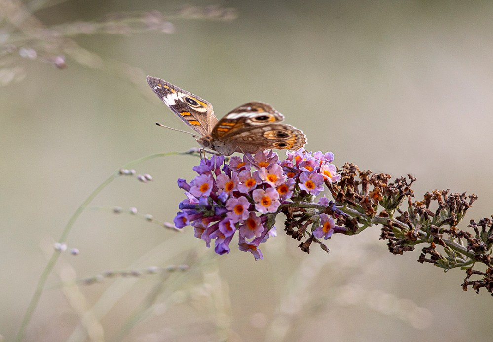 Buckeye_Butterfly_v5 DM 9_19