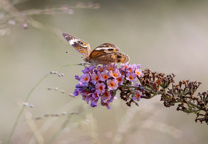 Buckeye_Butterfly_v5 DM 9_19
