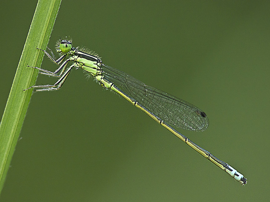 Damselfly GH+200mmFD_1200727