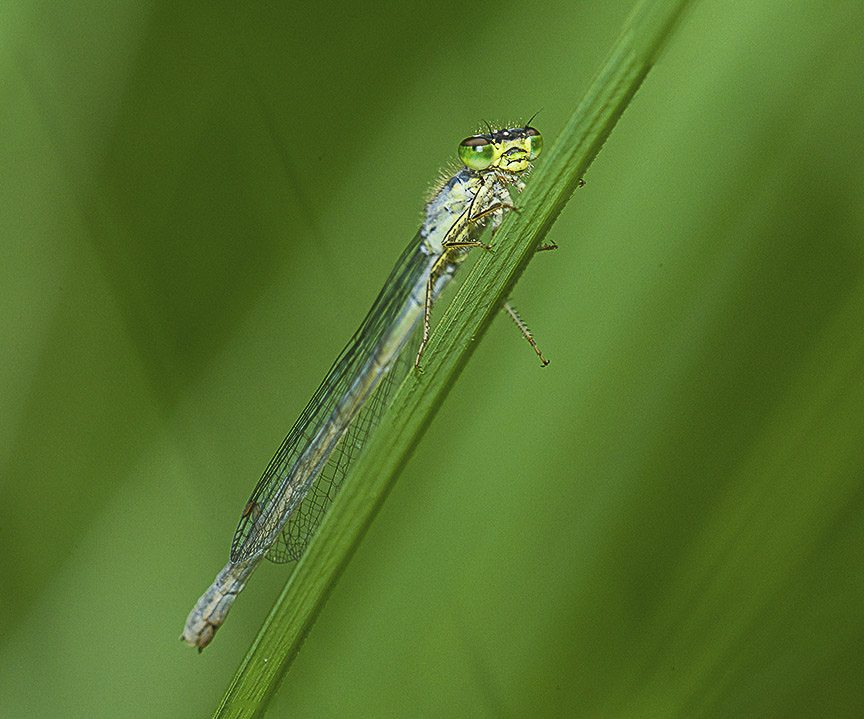 DAMSELFLY STACK V1_43G0245