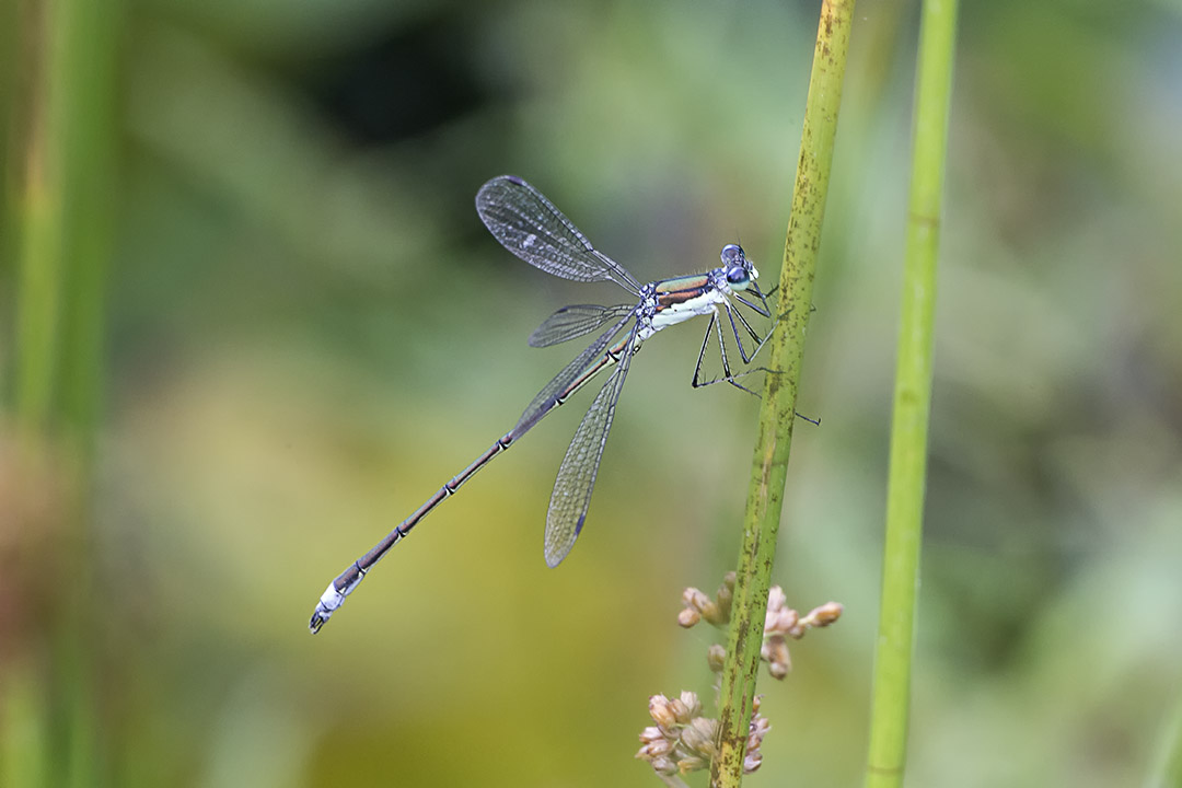Damselfly v2a DM 7 18 _HP 43G9950