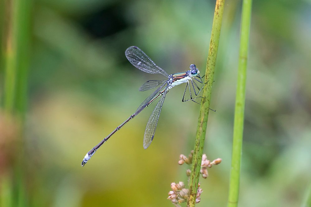 Damselfly v2a DM 7 18 _HP 43G9950