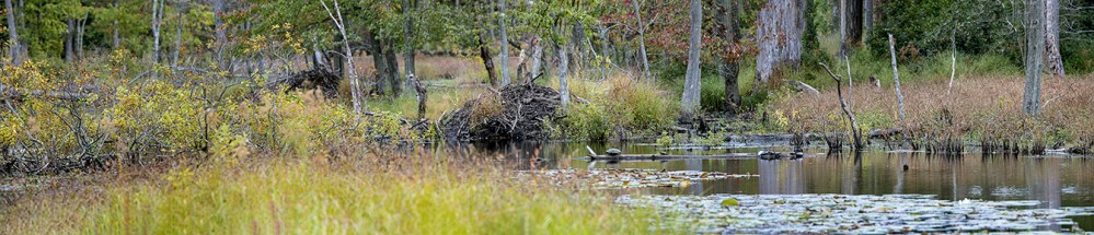 DM Beaver Lodges_v2_pano_7img_150mm_9_24_19