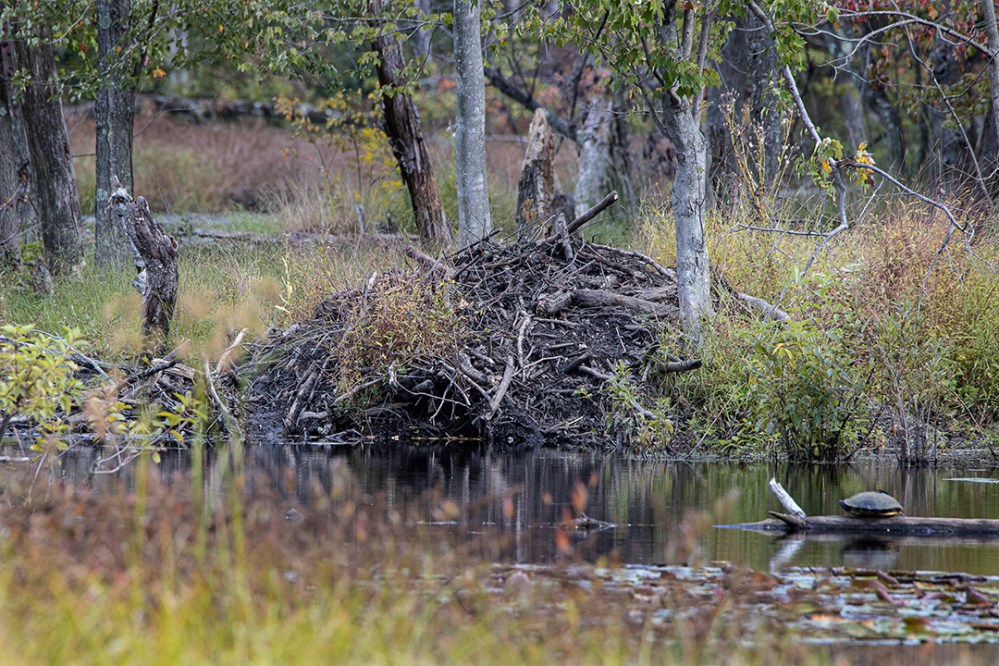 DM_Beaver_Lodge1_v1_150mm9_19_76A8241
