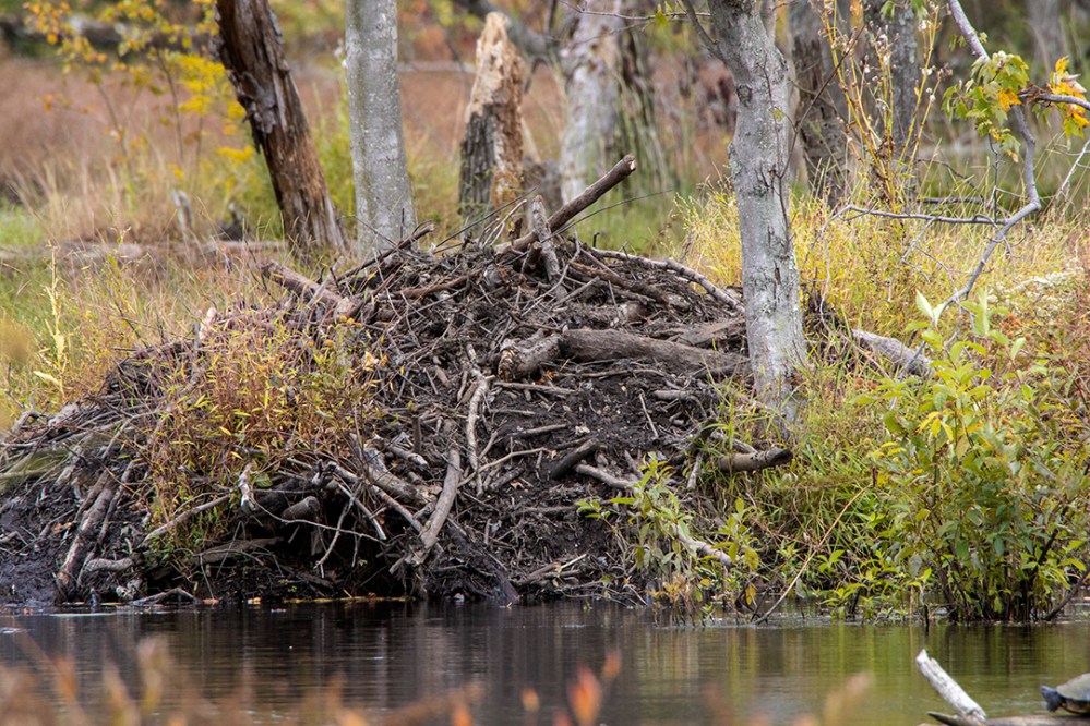 DM_Beaver_lodge_One_v1_76A8186