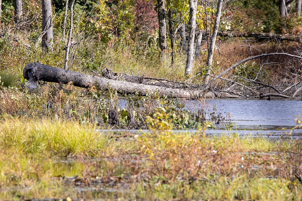 DM_Beaver_Tree_Damage_v2_76A8360