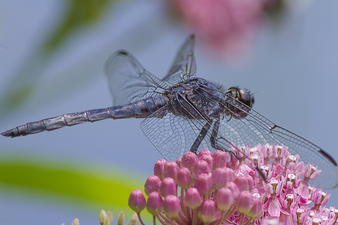 Dragonfly_Slaty_Blue v1_MG_3790