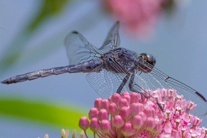 Dragonfly_Slaty_Blue v1_MG_3790