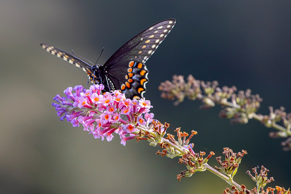 Eastern_Blk_Swallowtail_v2_DM 9_19_76A7190