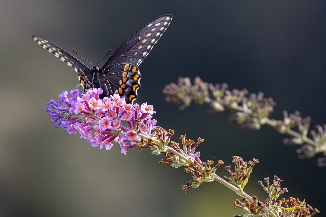 Eastern_Blk_Swallowtail_v3_DB 9_19_76A7185