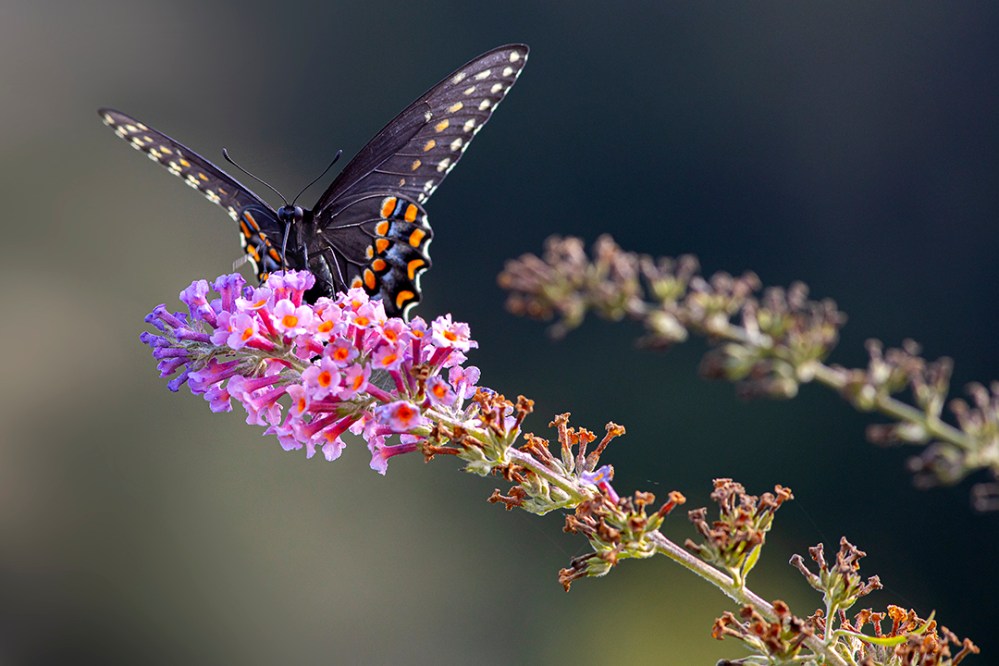 Eastern_Blk_Swallowtail_v3_DB 9_19_76A7185