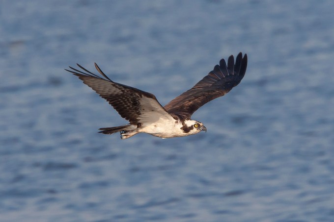 Osprey _v1_BWR_MA_9261