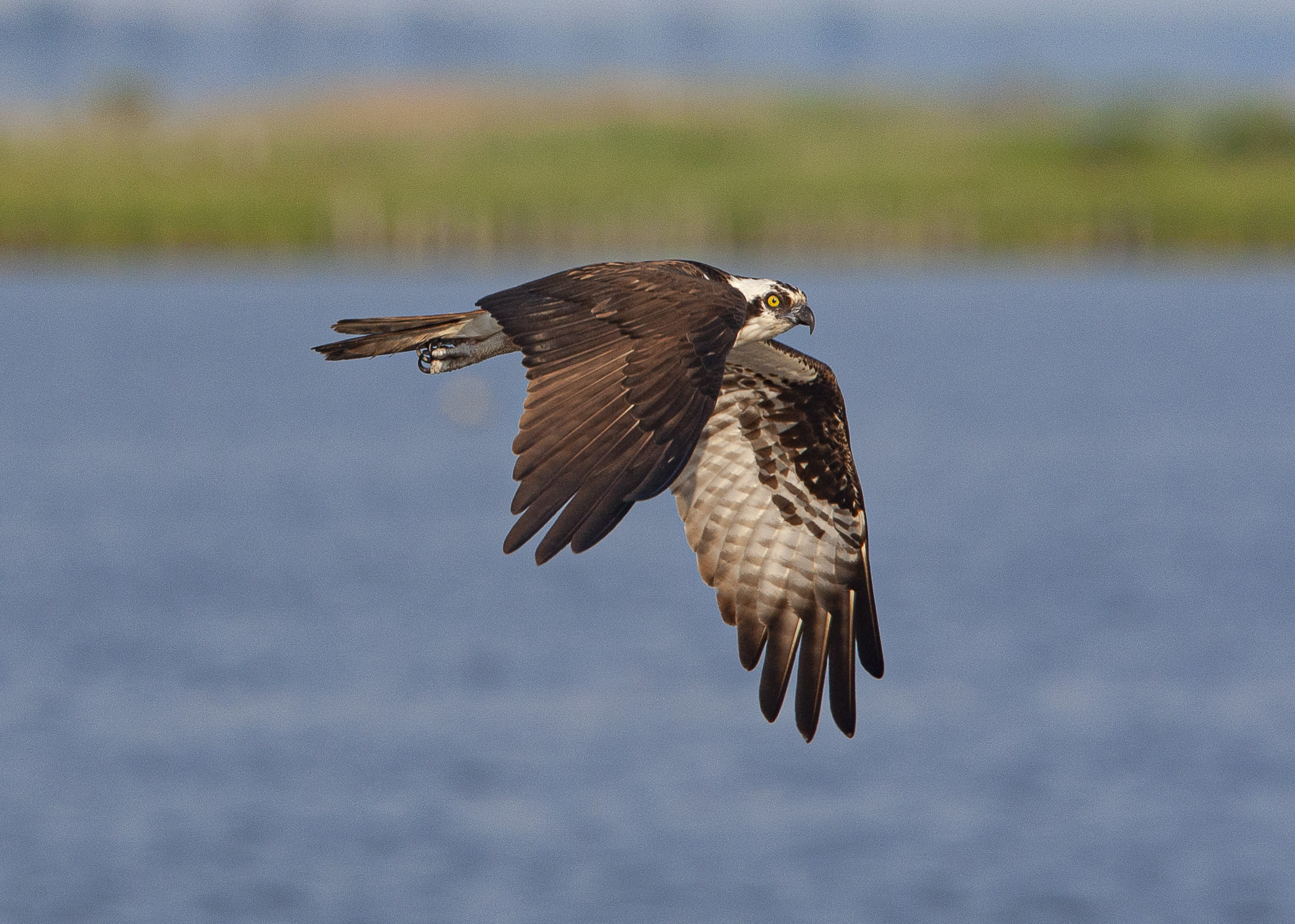 Osprey v1_BWR_MA_9263