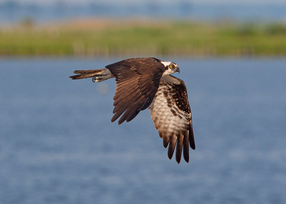 Osprey v1_BWR_MA_9263