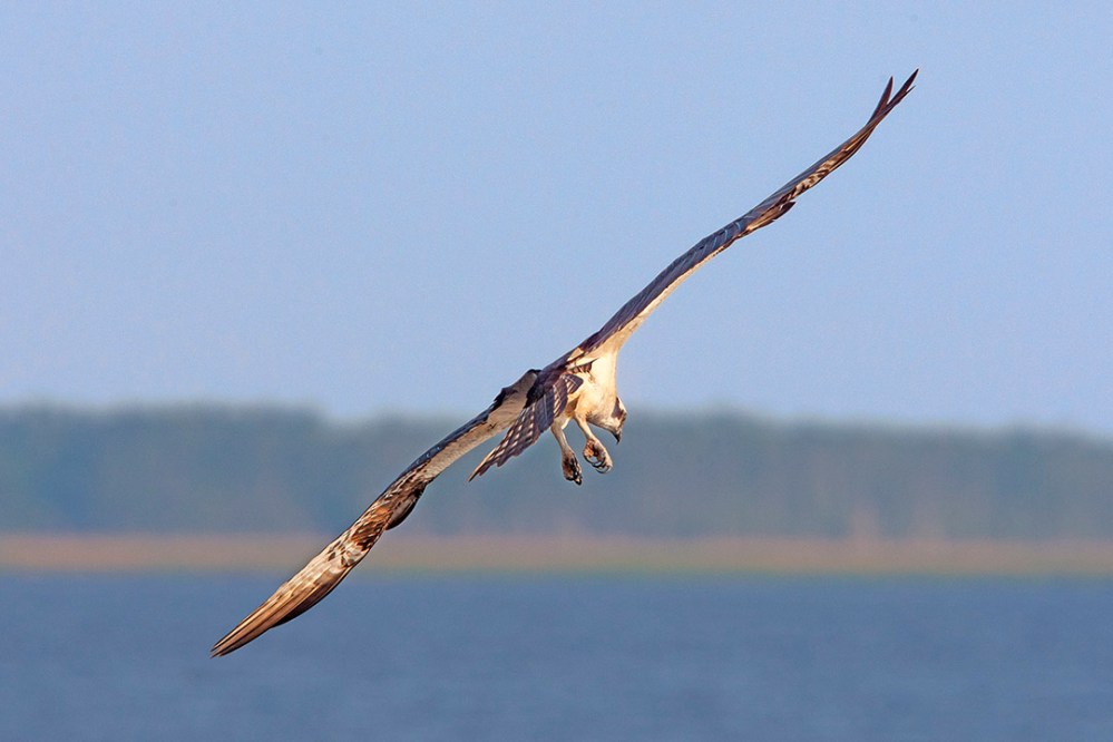 Osprey v2_BWR_MA_9240