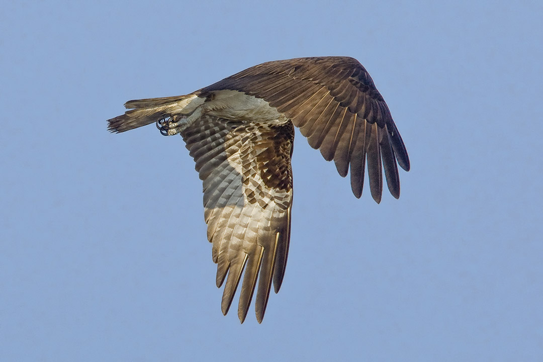 Osprey_Flt v1_MA_9146