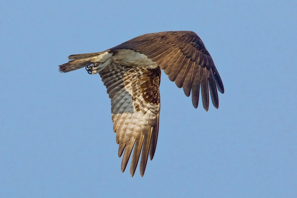 Osprey_Flt v1_MA_9146