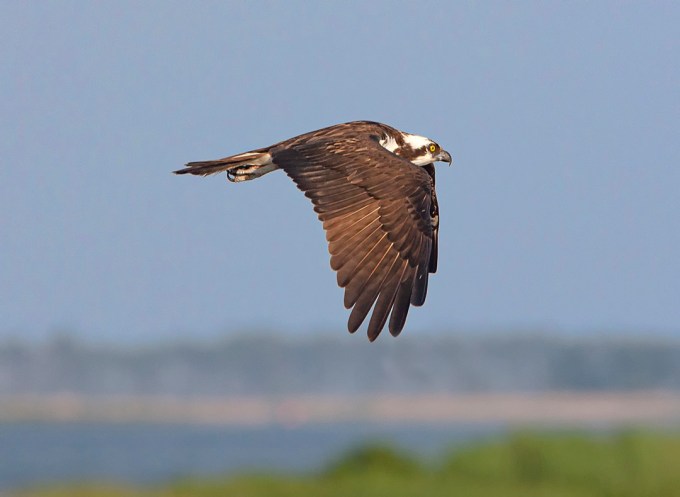 Osprey_Flt_BWR v1_MA_9264