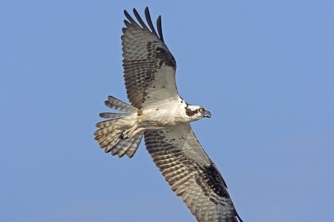 Osprey_Flt_v1_MA_9127