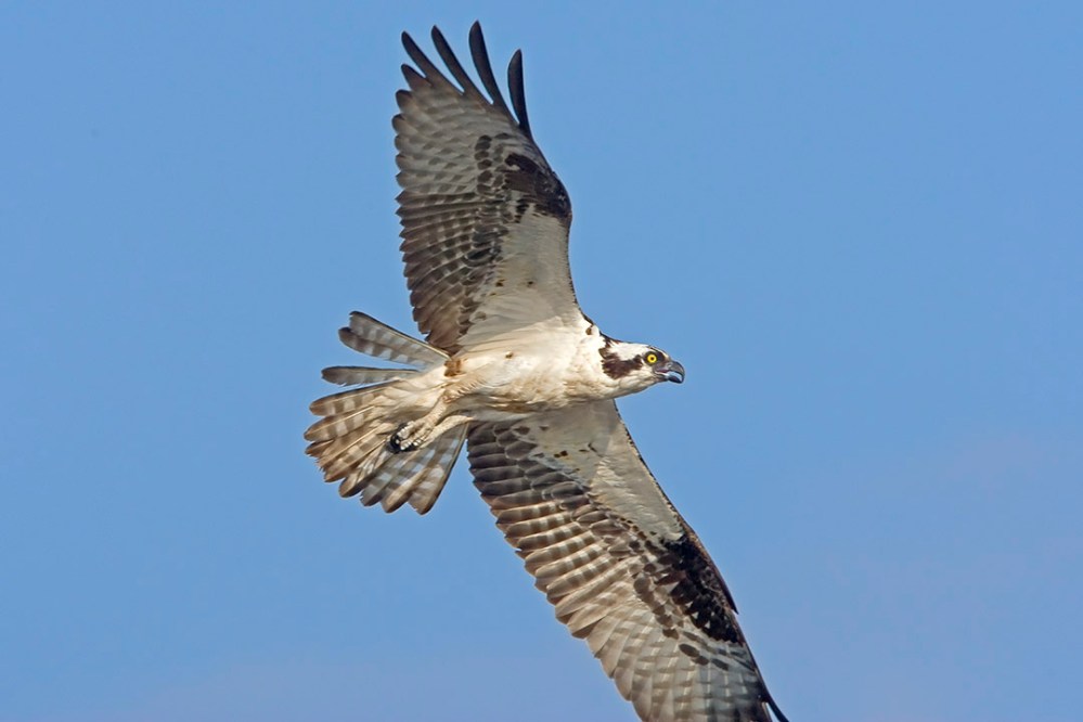 Osprey_Flt_v1_MA_9127