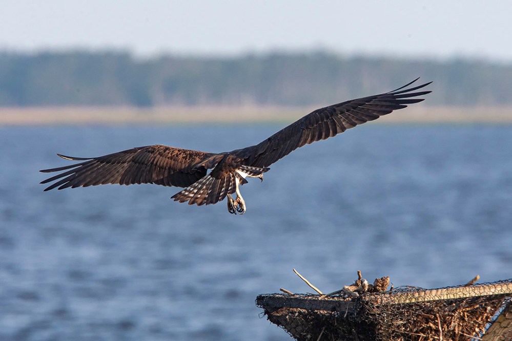 Osprey_v1_BWR_MA_9267
