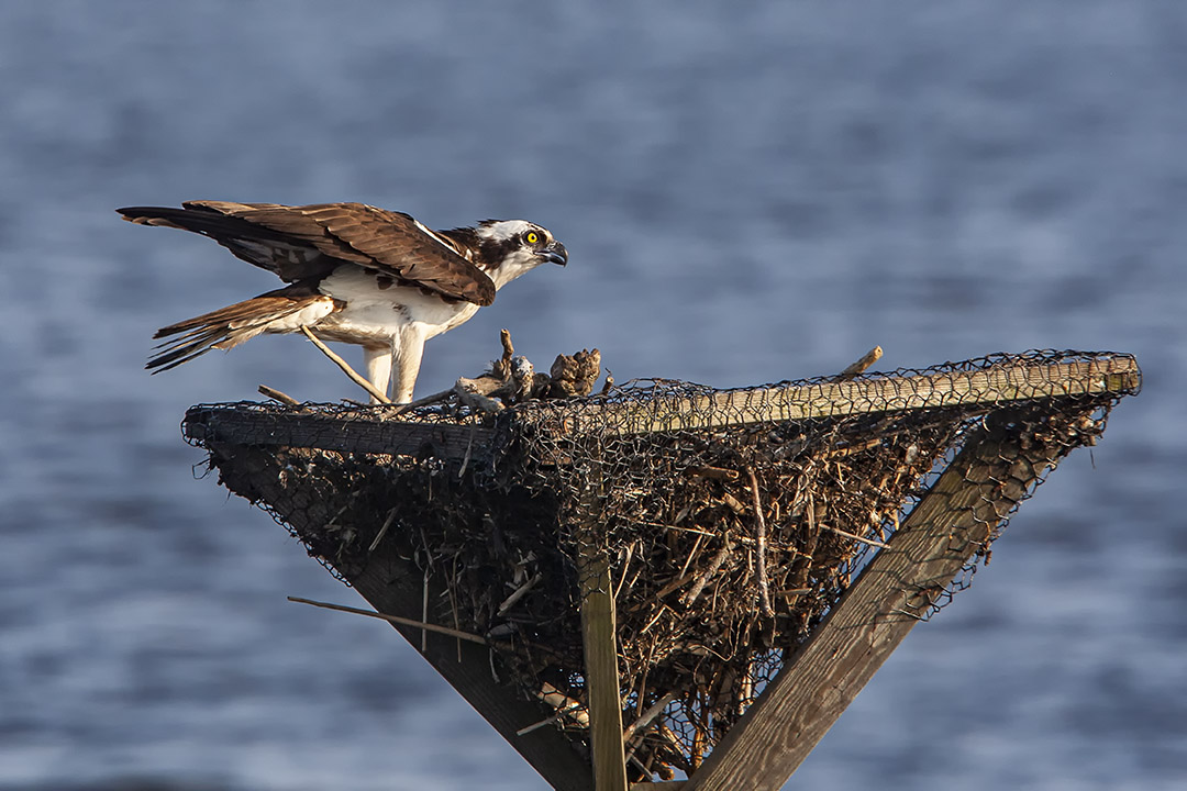 Osprey_v3_BWR_MA_9270