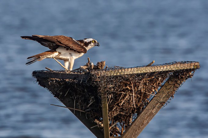 Osprey_v3_BWR_MA_9270