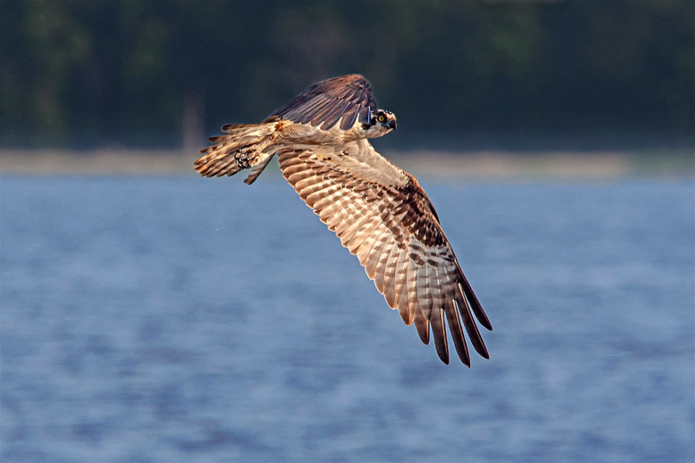 Osprey_v4_Bwr_MA_9277