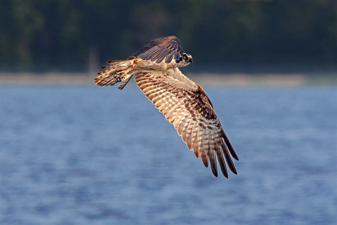 Osprey_v4_Bwr_MA_9277