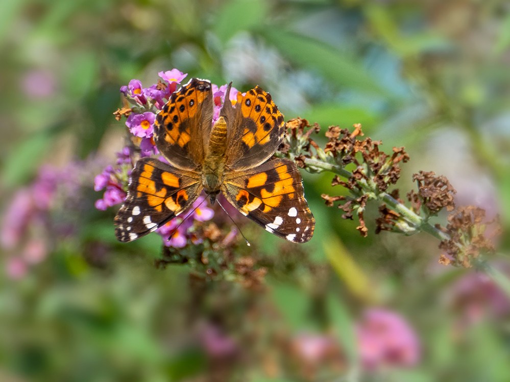 OLYMPUS DIGITAL CAMERA