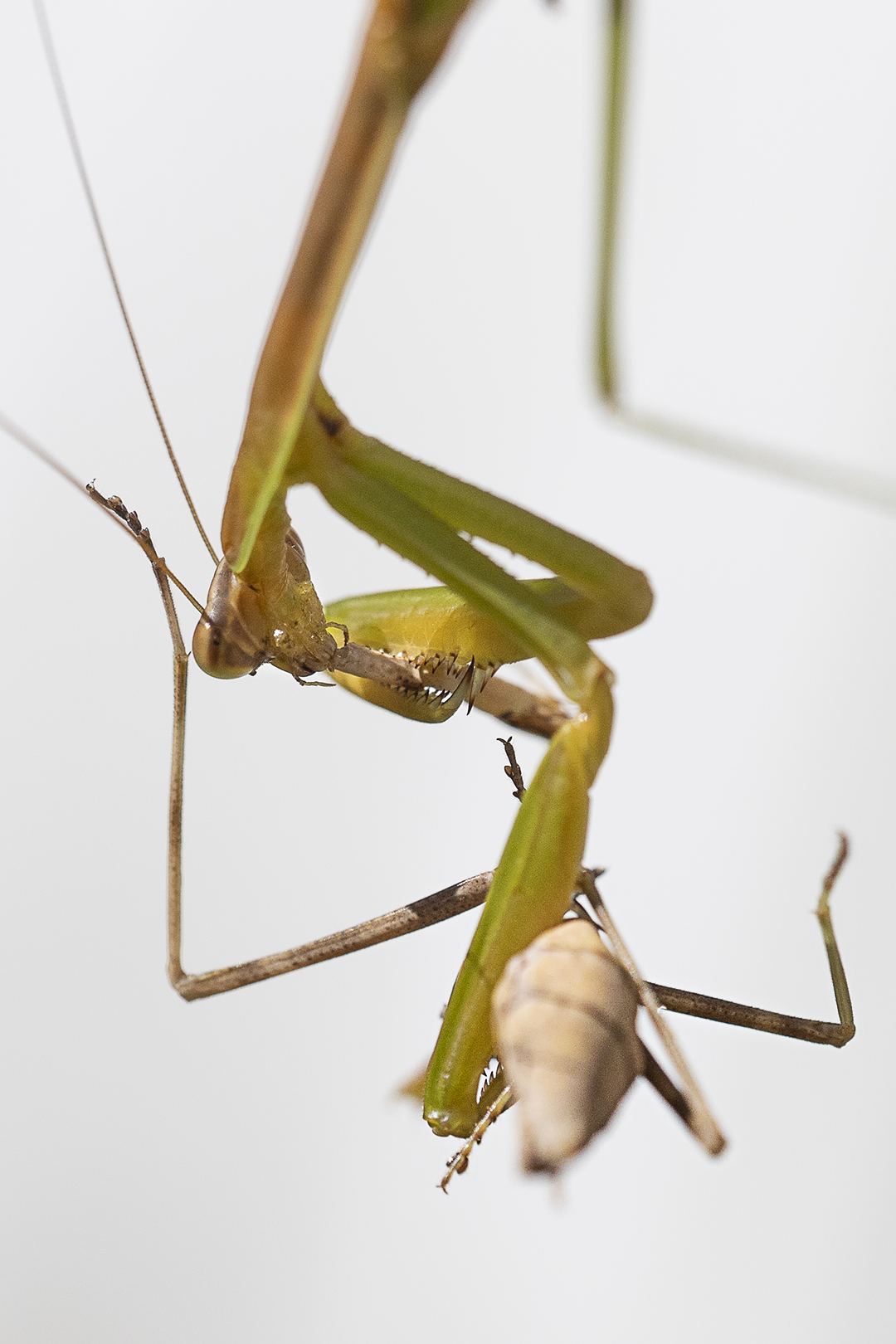 Praying_Mantis_Eating_Prey_v3+4X_76A6002