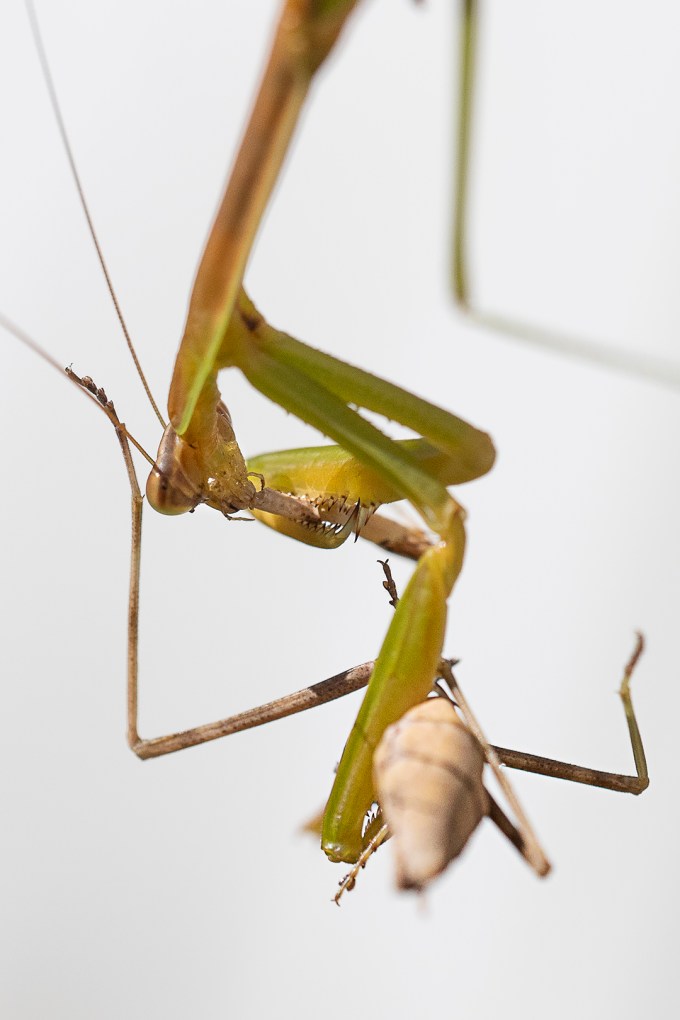 Praying_Mantis_Eating_Prey_v3+4X_76A6002