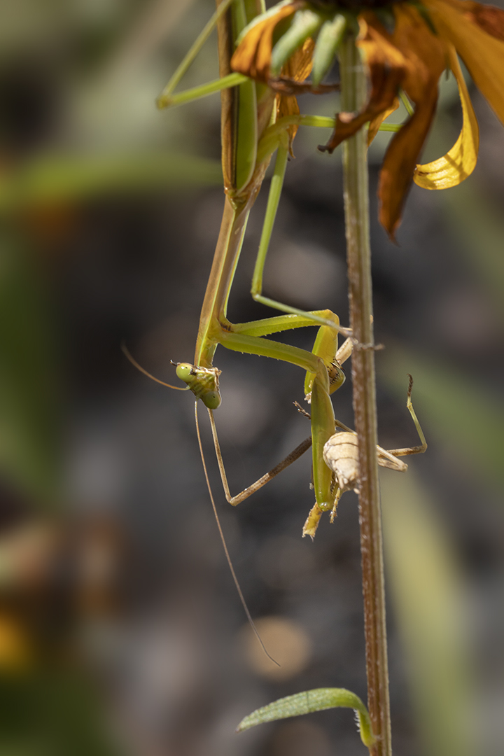 Praying_Mantis_v1_R_w_150mm2x_76A5950