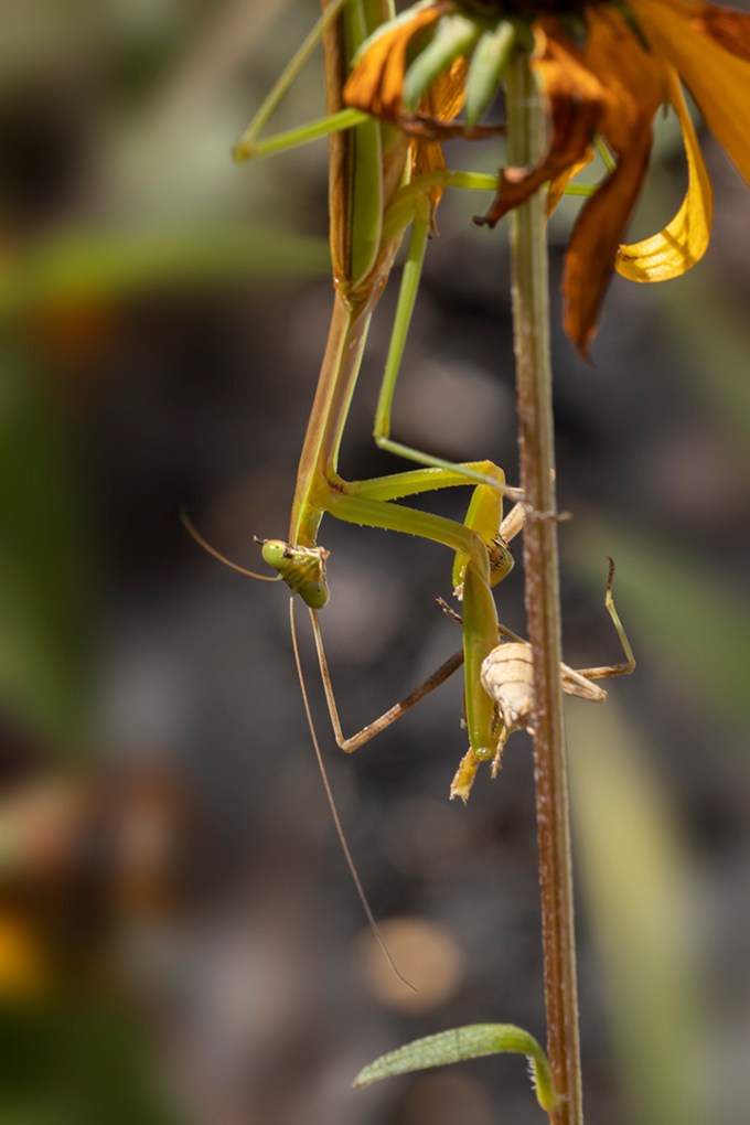 Praying_Mantis_v1_R_w_150mm2x_76A5950