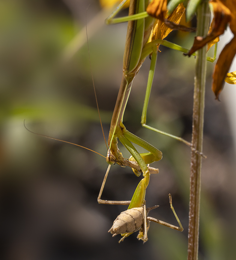 Praying_Mantis_v2_Yard_150mm_76A6087