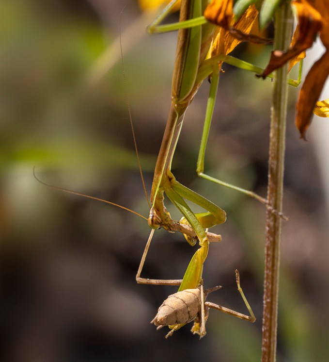 Praying_Mantis_v2_Yard_150mm_76A6087