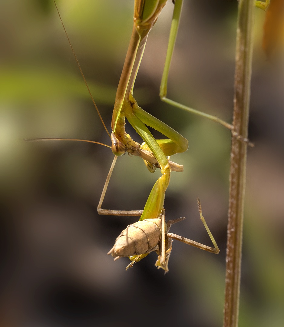 Praying_Mantis_v4_9_19_150mm_76A6083